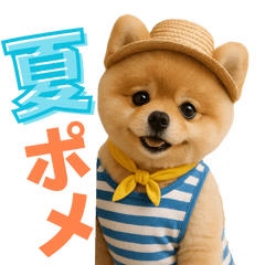A cute Pomeranian perfect for summer