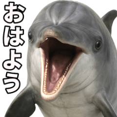 Large photo of a dolphin