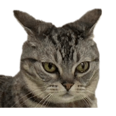 ねぎちゃんかわいいね