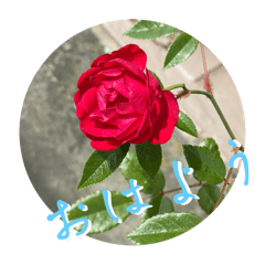 Frequently stickers of flowers