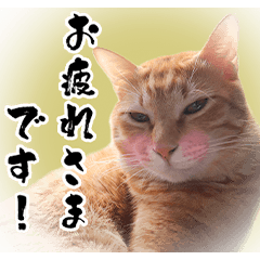 Cat using basic polite language