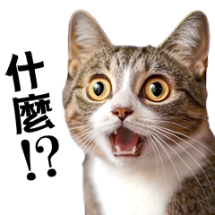 感動！一隻真實貓咪的日常生活2