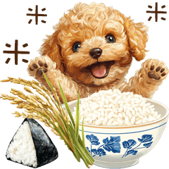 Missing Rice!? Toy Poodle in Panic!