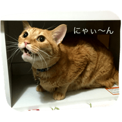 nyanta daily