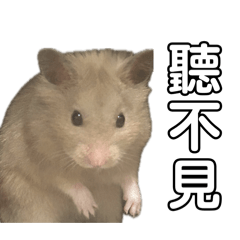 倉鼠 黃金鼠島輝-調皮用語