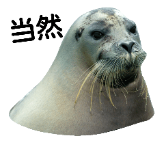 Seals (photo with Chinese words)