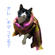 very cutecat