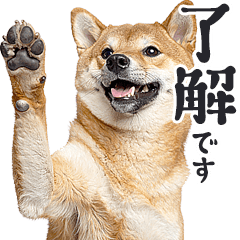 meme anjing asli Shiba Inu