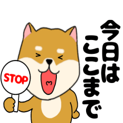 Dog shiba inu13