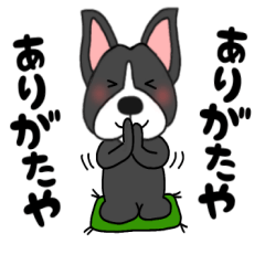 Uncrafted pandaDog Boston terrier6