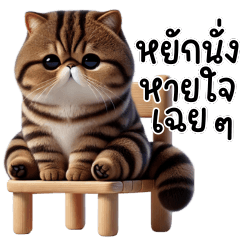 Exotic Shorthair Cat, Tabby Color, Cute