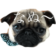 pugbabychan