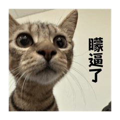 三筒&薯條表情包