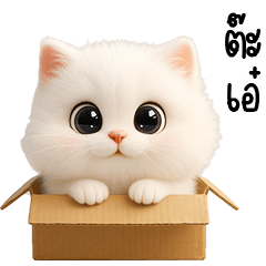 little White cat very cute