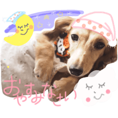 dachs  coco