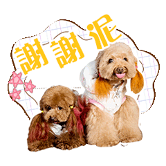 麥芽焦糖鬼靈精