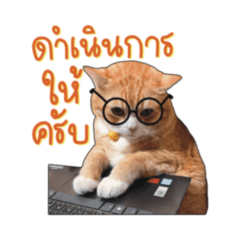salmon sha-ke sha-ke cat (v.1)