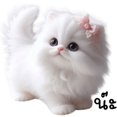 White cat so sweety