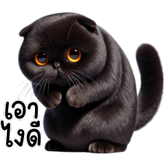 Little cat, a black Scottish Fold cat,