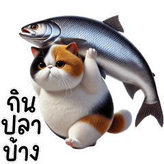 แมวเอ็กซ์โซติกช็อตแฮร์ สามสีคาลิโก