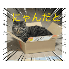 保護猫のさつきとかりんです。