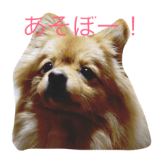 ポメのりんちゃん Line スタンプ Line Store