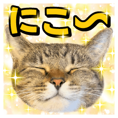 tabby cat with a funny expression
