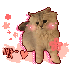 Q貓聯盟
