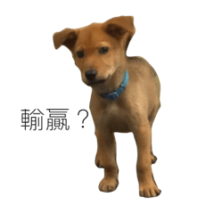 QQDOGWILLY