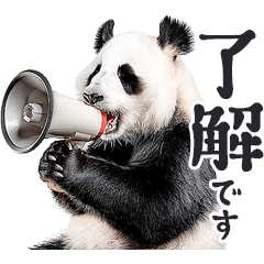 มีมแพนด้าตัวจริง / ทุกวัน2