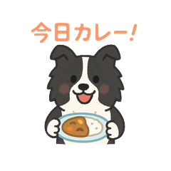 It's Dinner Time, Border Collie