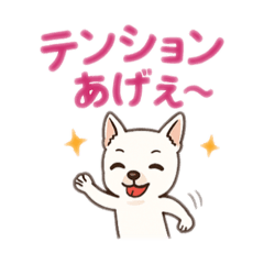 ringo_20250528164722