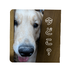 cocoa_20250529073654