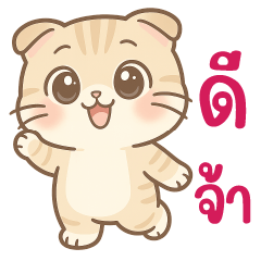 Scottish fold Cute Cat
