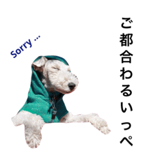 保護犬こっぺぱん-vol.2