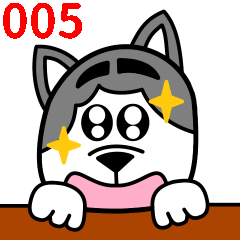 little husky QQ everyday life 005