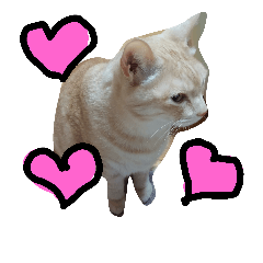 cute cat yu-chan
