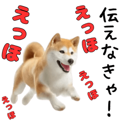 Shiba Inu moves! [Rainy Season/Summer]