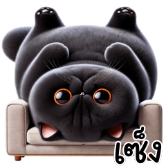 แมวเอ็กซ์โซติกช็อตแฮร์ สีดำ น่ารัก แสนซน