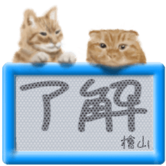 Hiyama's real fluffy cat