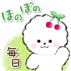 Healing. Bichon Frise