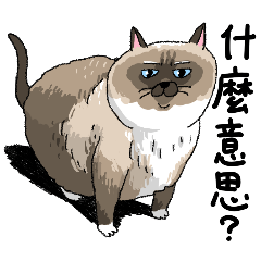 貓貓狗狗室友