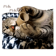 Very cute cat "Towa-kun"