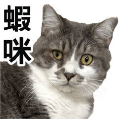Want to see the cat? Cat daily life