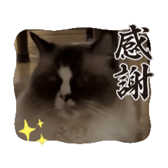 イタズラするかわいいネコ