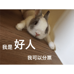 Shimizu rabbit were killed series