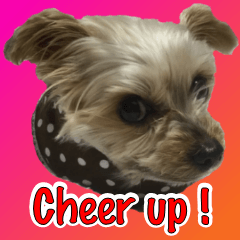 Yorkshire terrier's cheering messages.