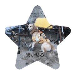犬犬☆