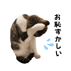 ねこさんのハート