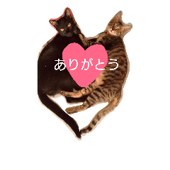 kuro&shima
